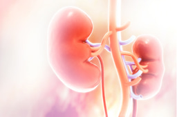 GPhC exam: pharmacokinetics and estimation of kidney function