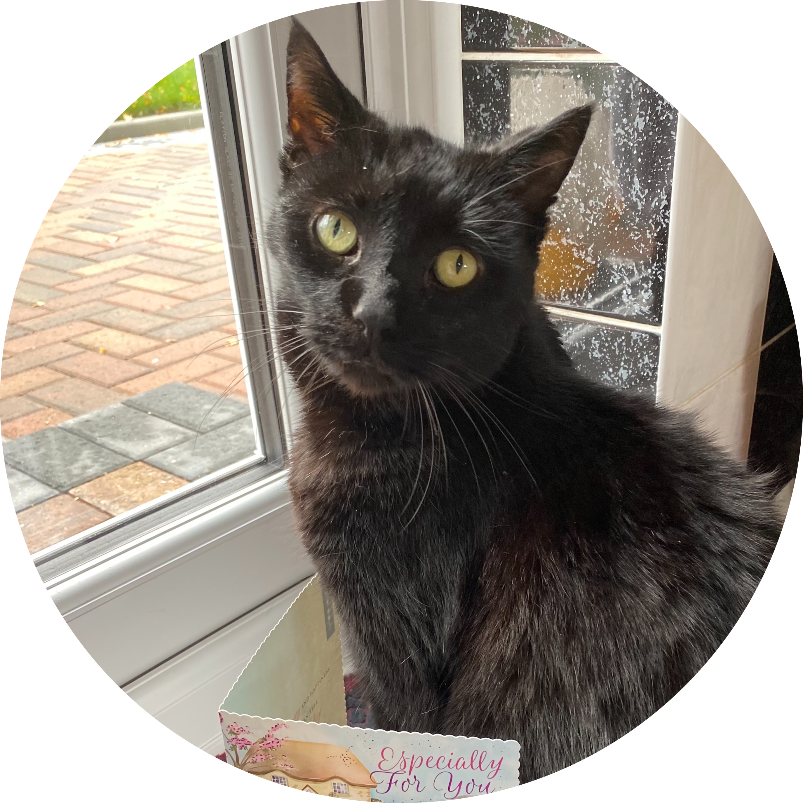 Go to the profile of Anjlee Shah