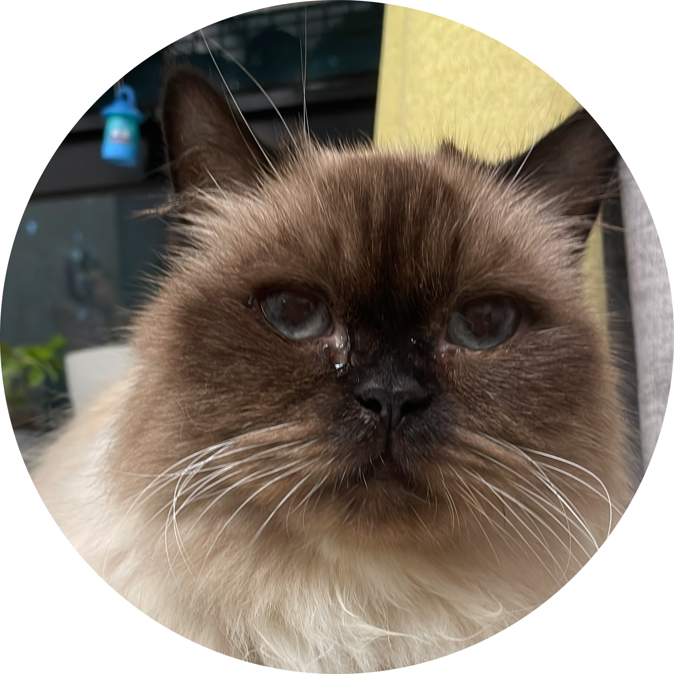 Go to the profile of Oi Ling Cheung