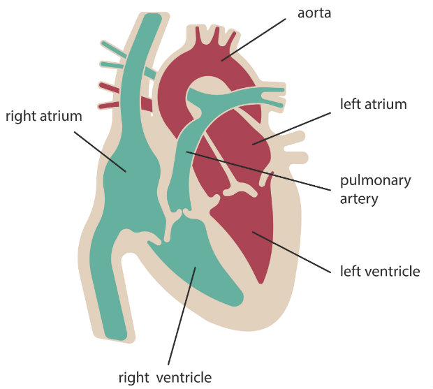 diagram of the heart